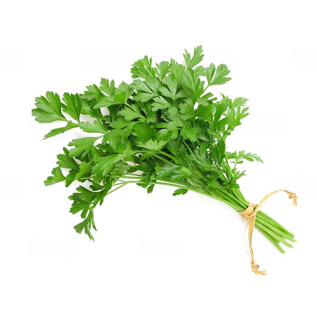 Coriander