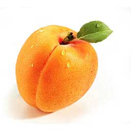 Apricot